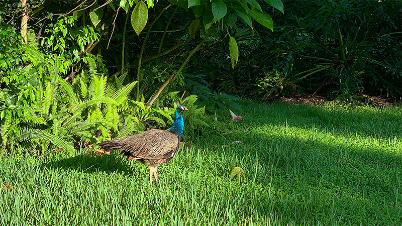 Peacock